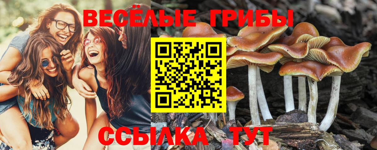 Галлюциногенные грибы Magic Shrooms  Псилоцибиновые грибы GOLDEN TEACHER  Вход с VPN  Североморск 